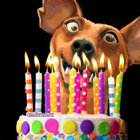 dogs happy birthday gif